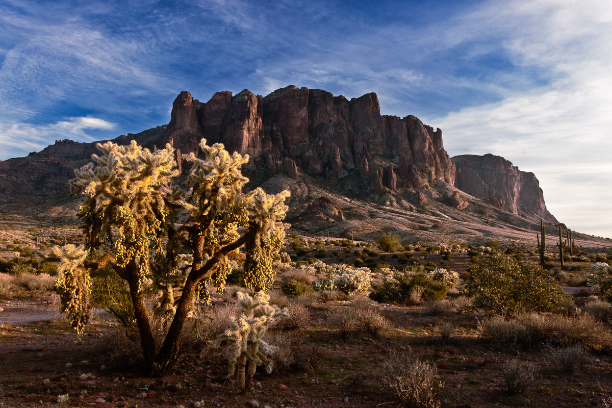 Cholla on the Footsteps