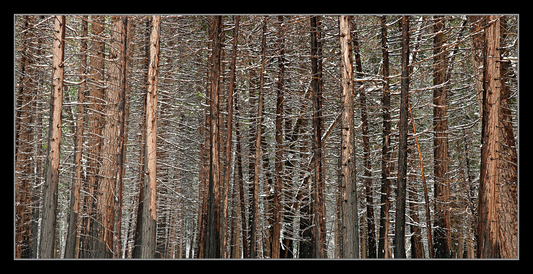 Ponderosa Forest