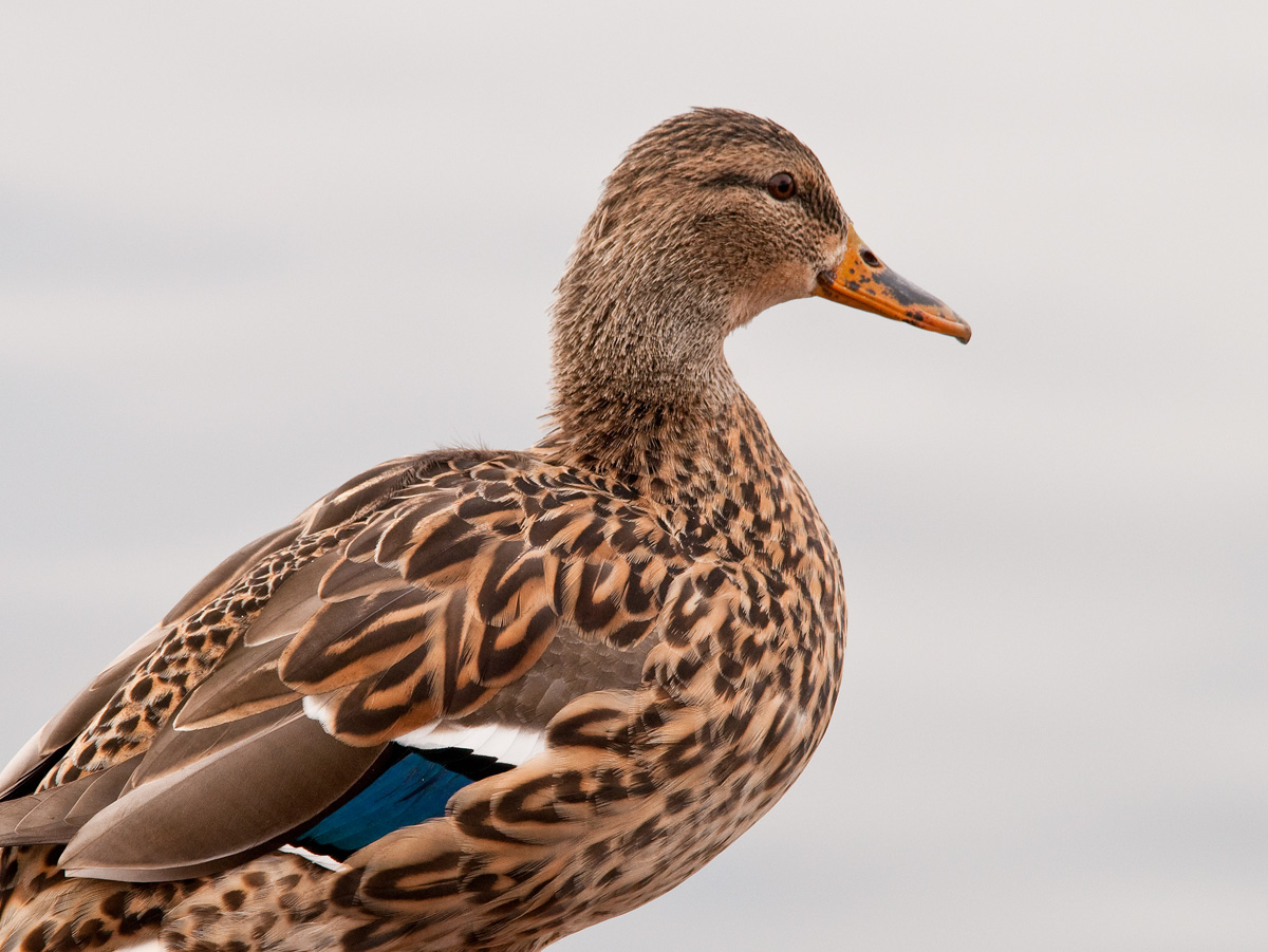 Duck Portraiture