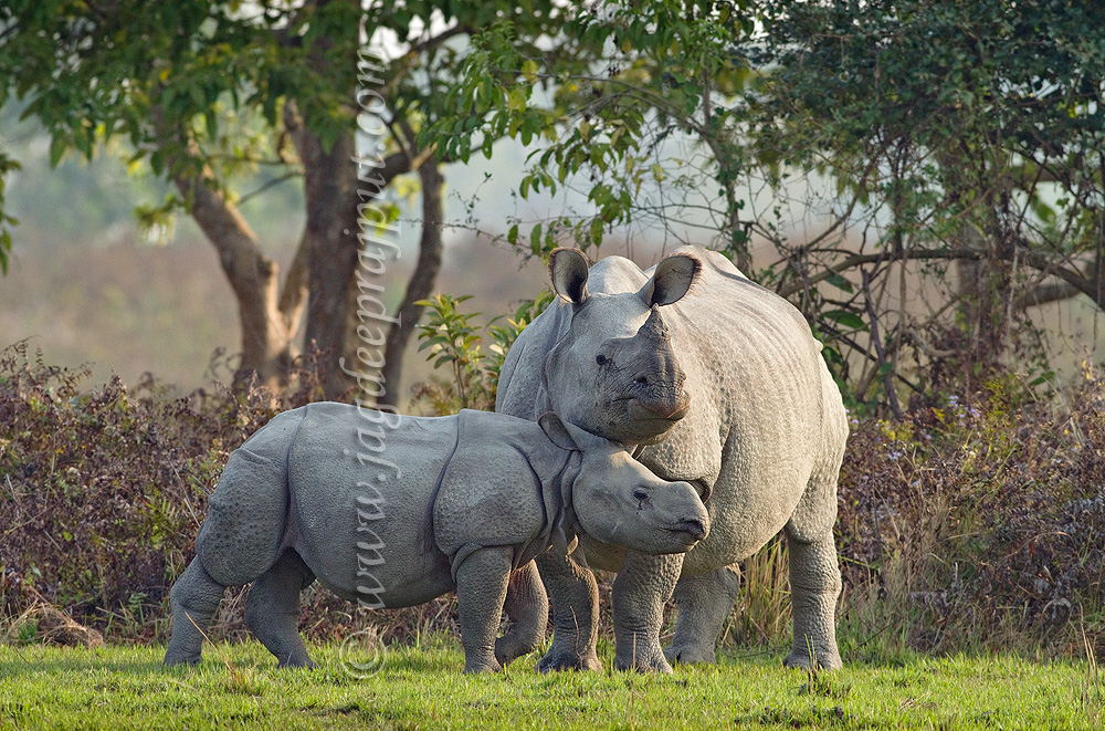 One horned Rhino n young