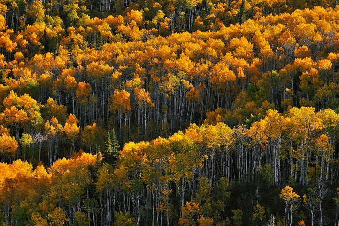 Aspen Forest