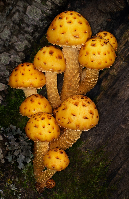 Yellow shrooms