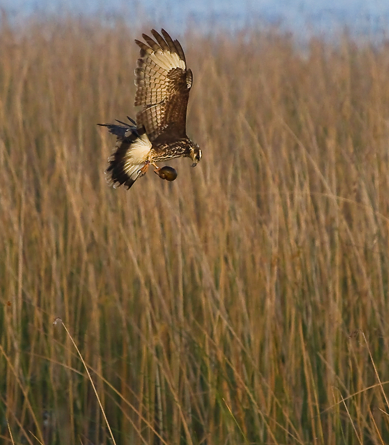 Female Snail Kite