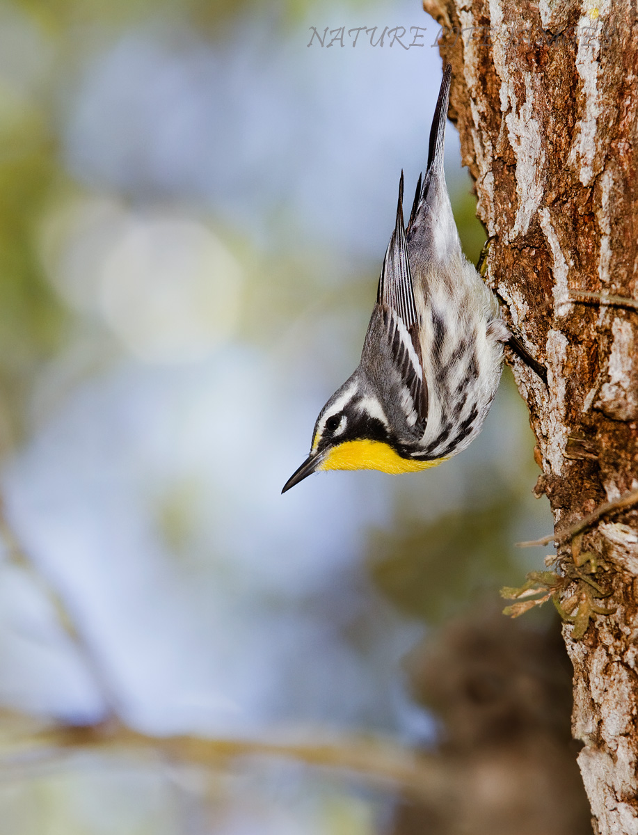 Curious Warbler w/REPOST