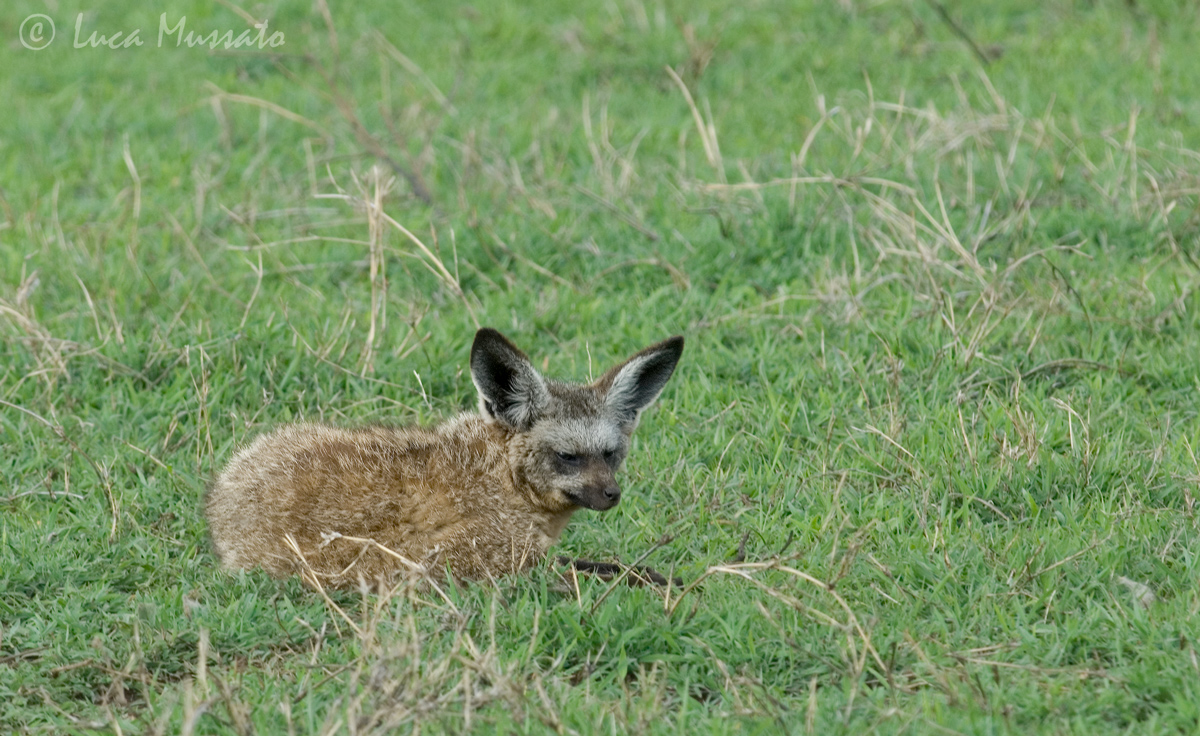 Bat-eared fox