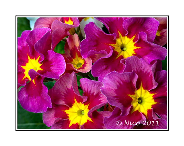 Primrose + Repost