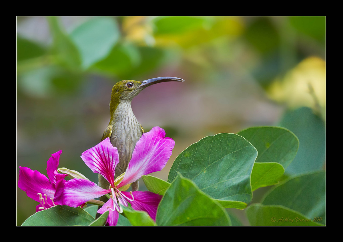 GB Spiderhunter #2
