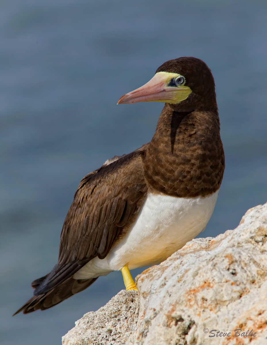 Brown Booby