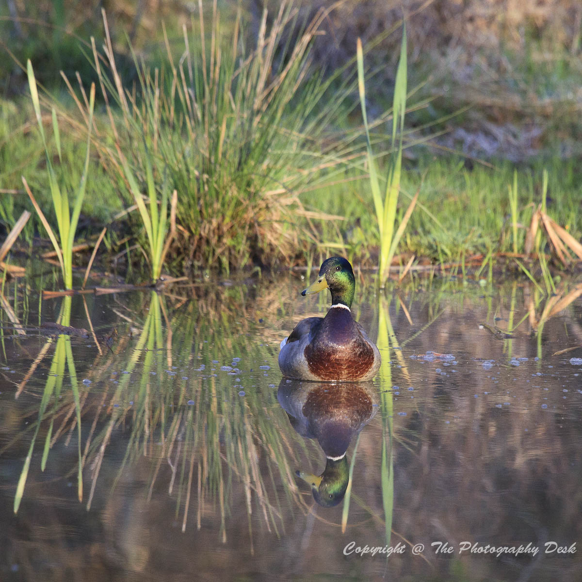 Reflection 
