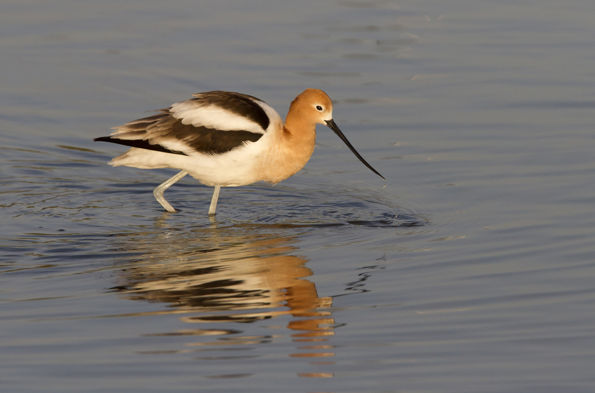 Avocet Memories
