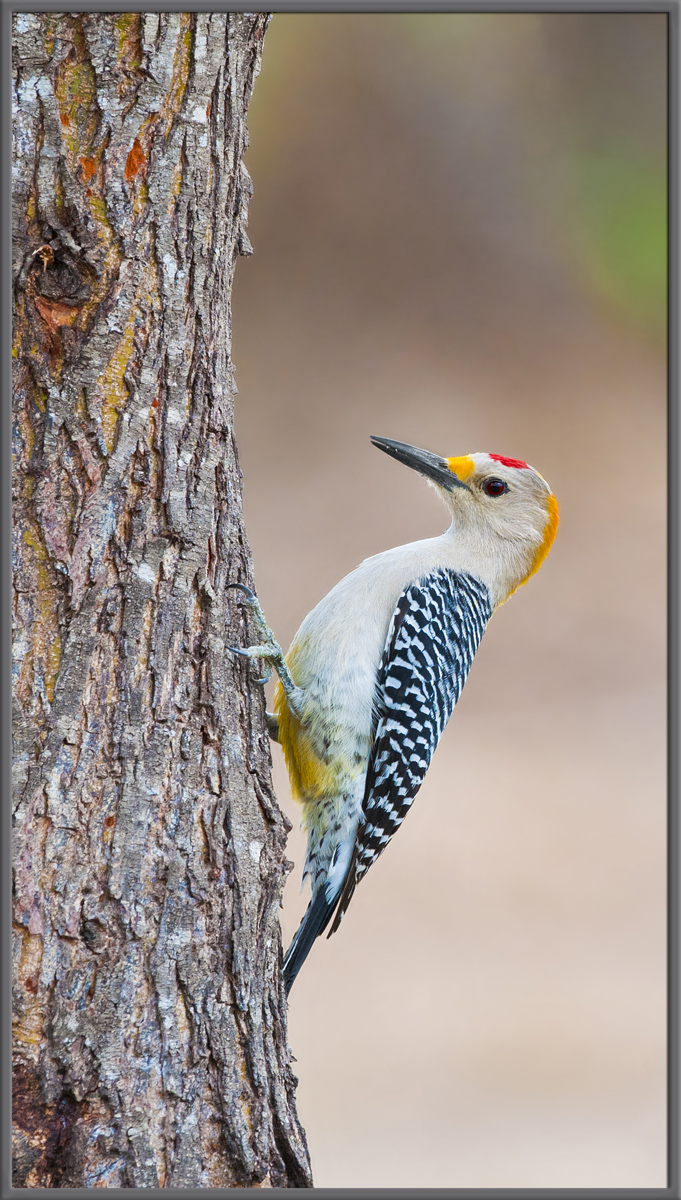 Golden-Fronted WP