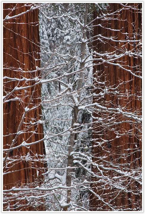 A Delicate Winter