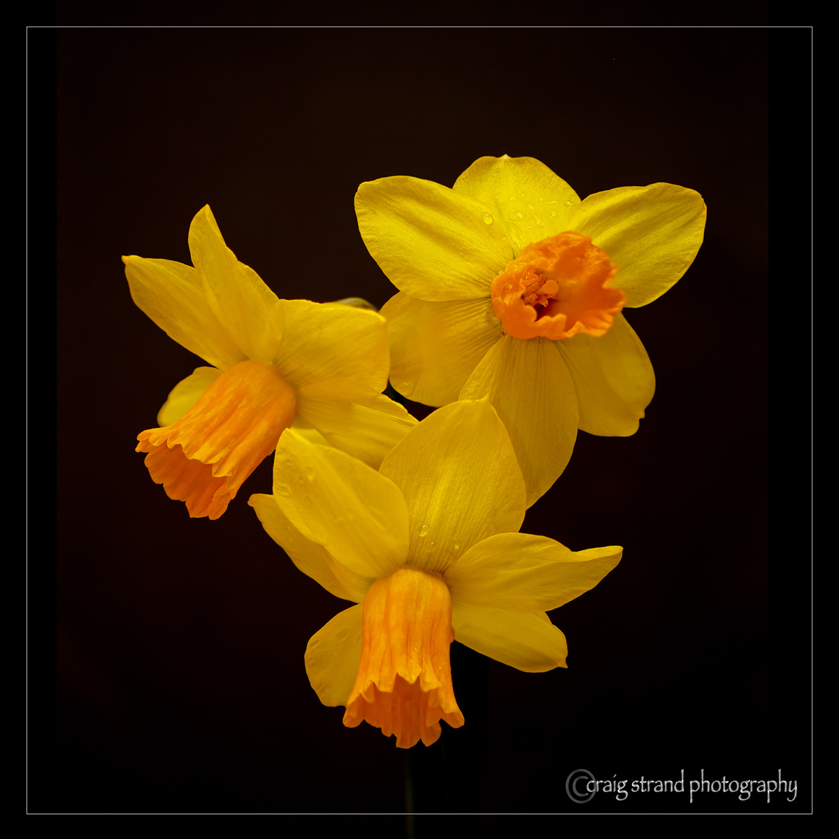 Welcome . . . SPRING!
