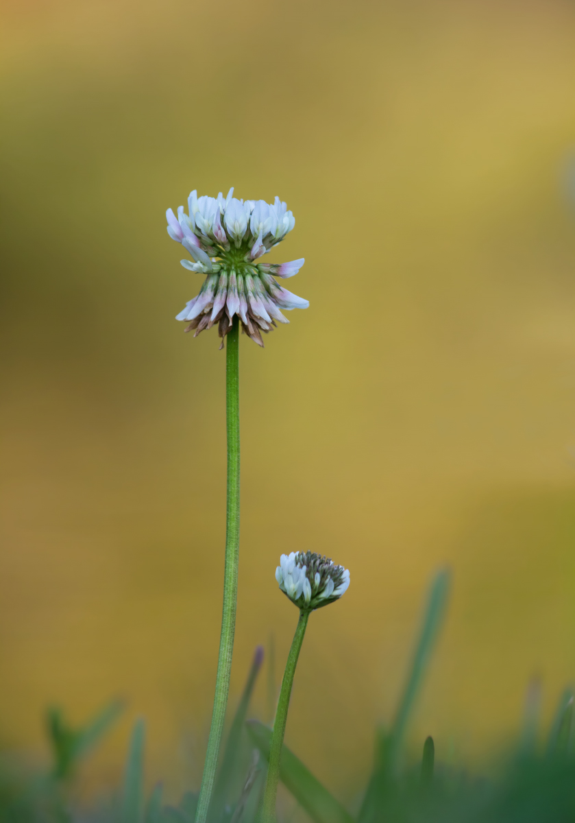 Clover