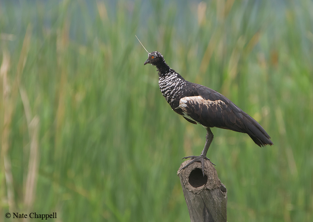 Horned Screamer