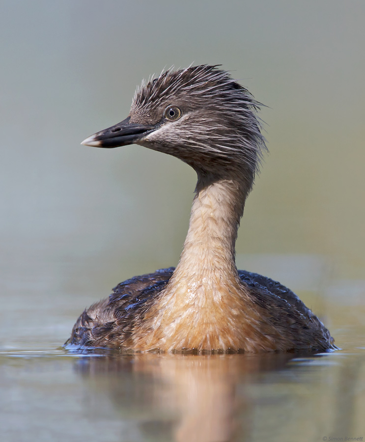 Hoary-headed Grebe