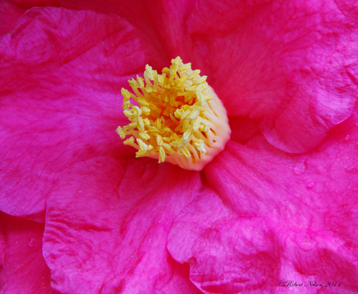 Pink Lady