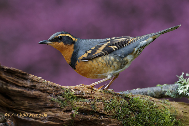 Varied Thrush (+REPOST for BG)