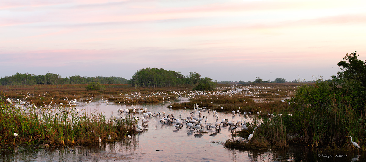 Everglades Spectacle