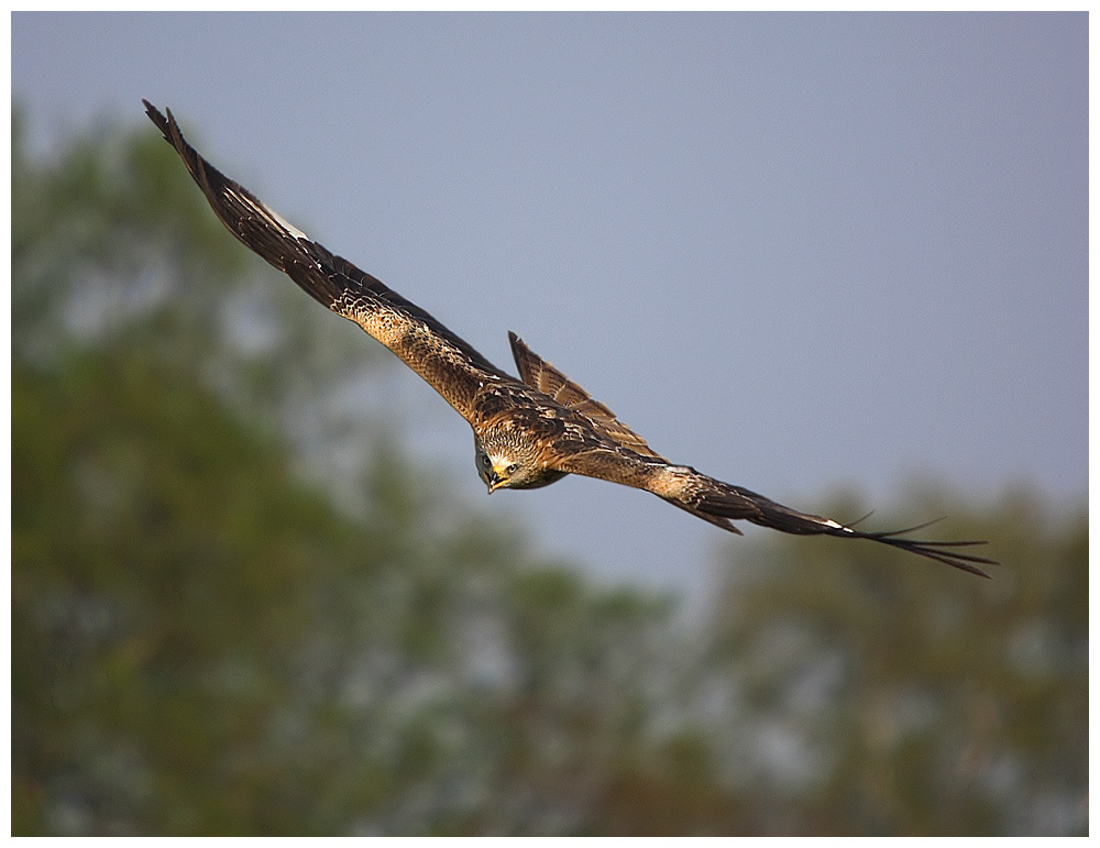 Red Kite