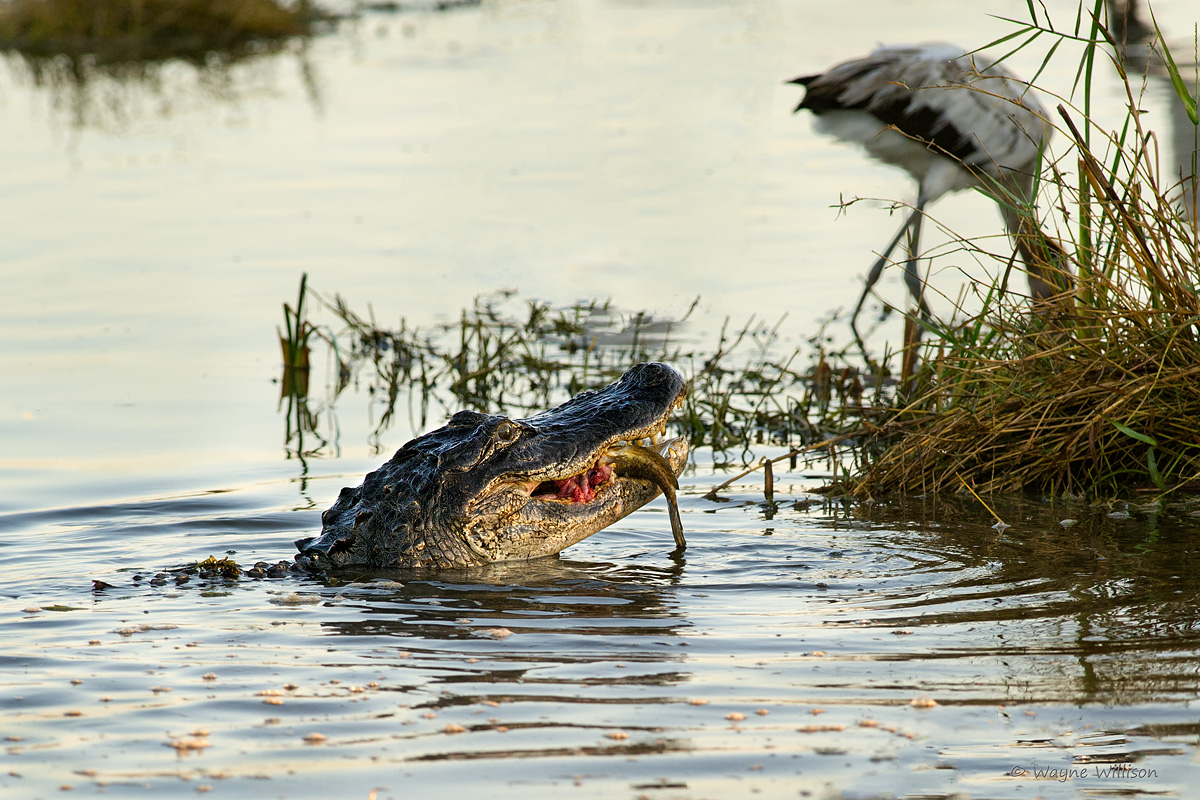 Gator and Gar