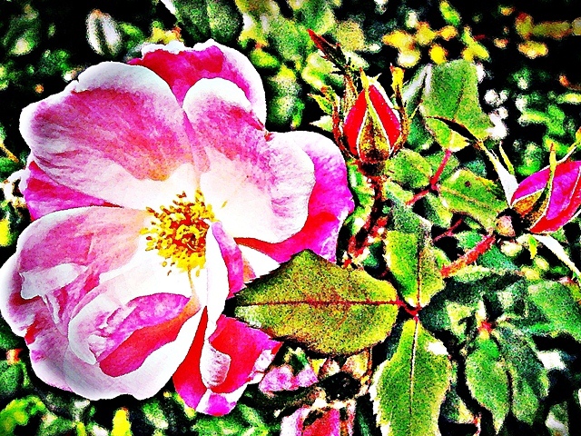 Buds and Bloom