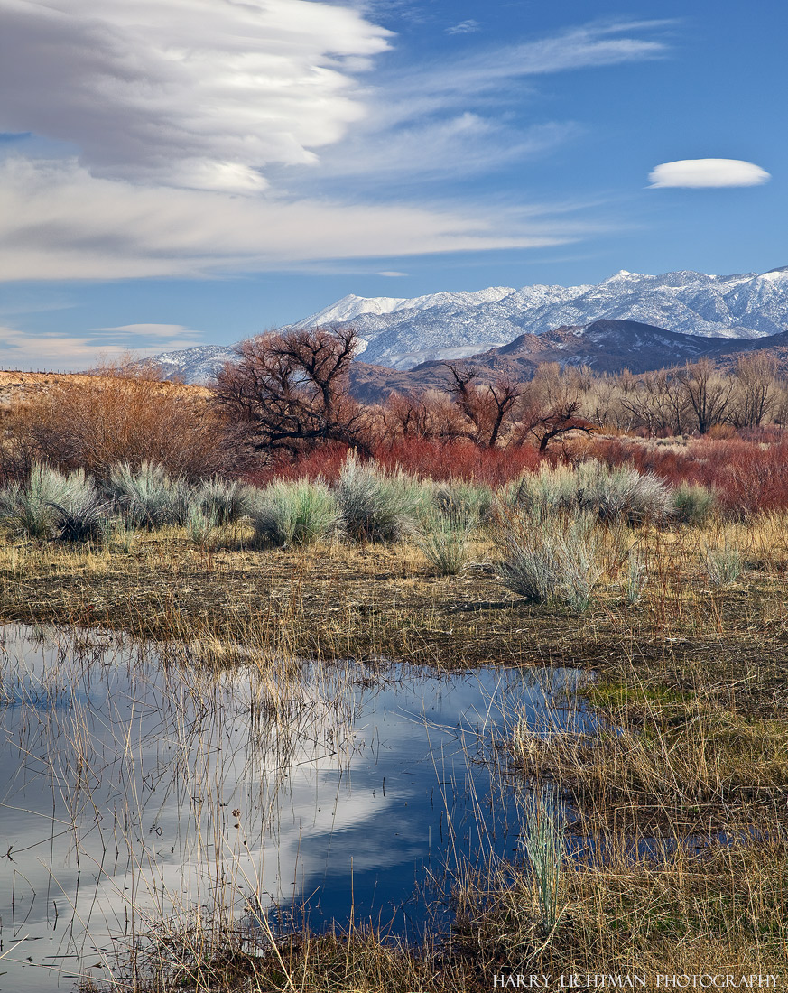 Winter Oasis