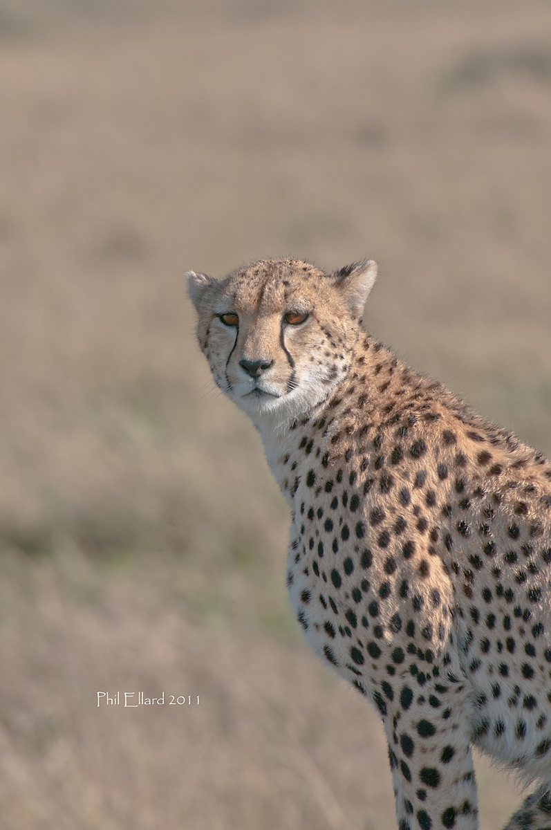 Cheetah, Masai Mara