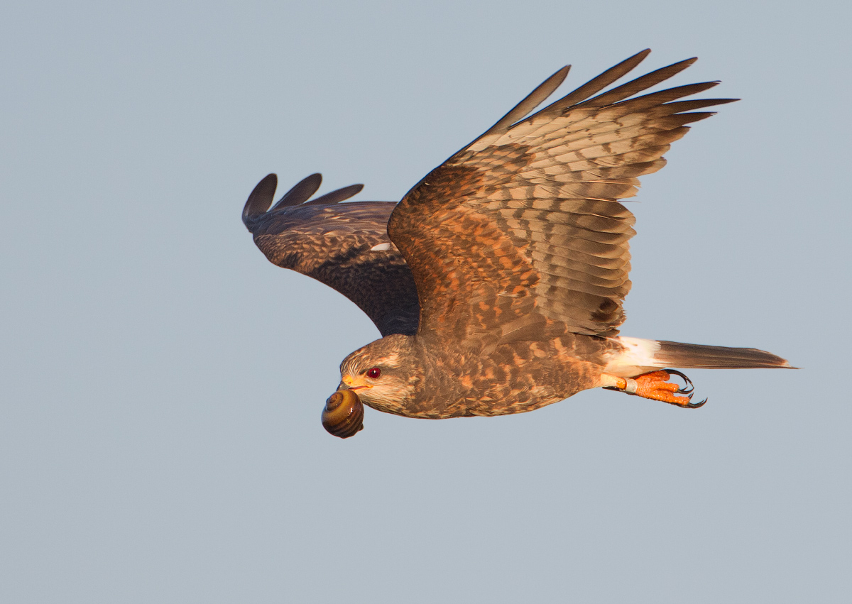 Snail kite