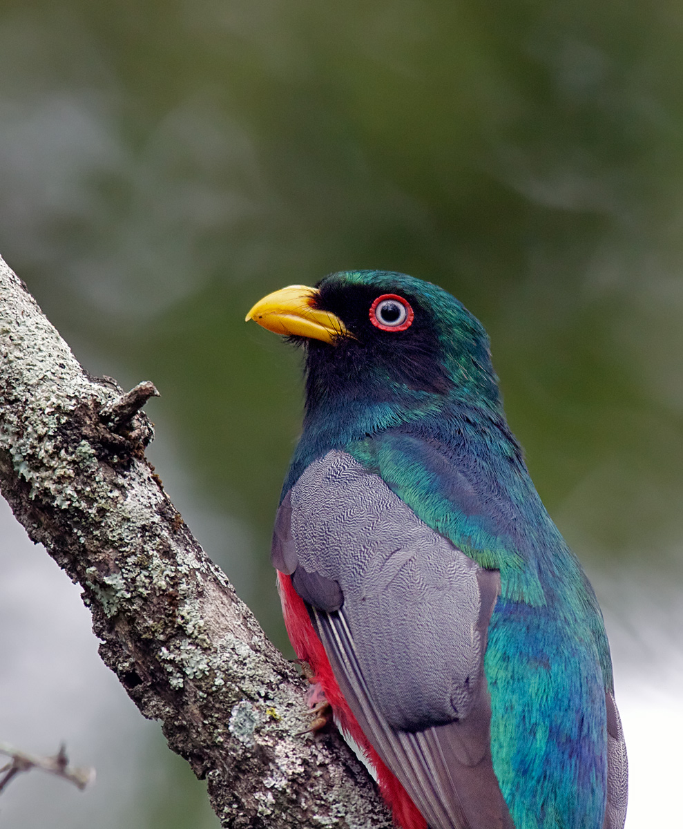 Ecuadorian Trogon