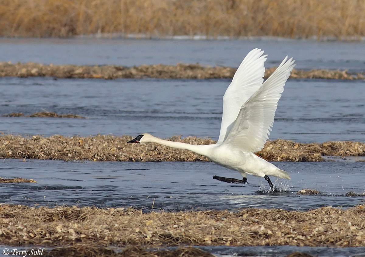 Trumpeter Swan takeoff