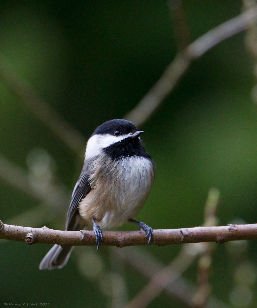 Black Capped Chickadee
