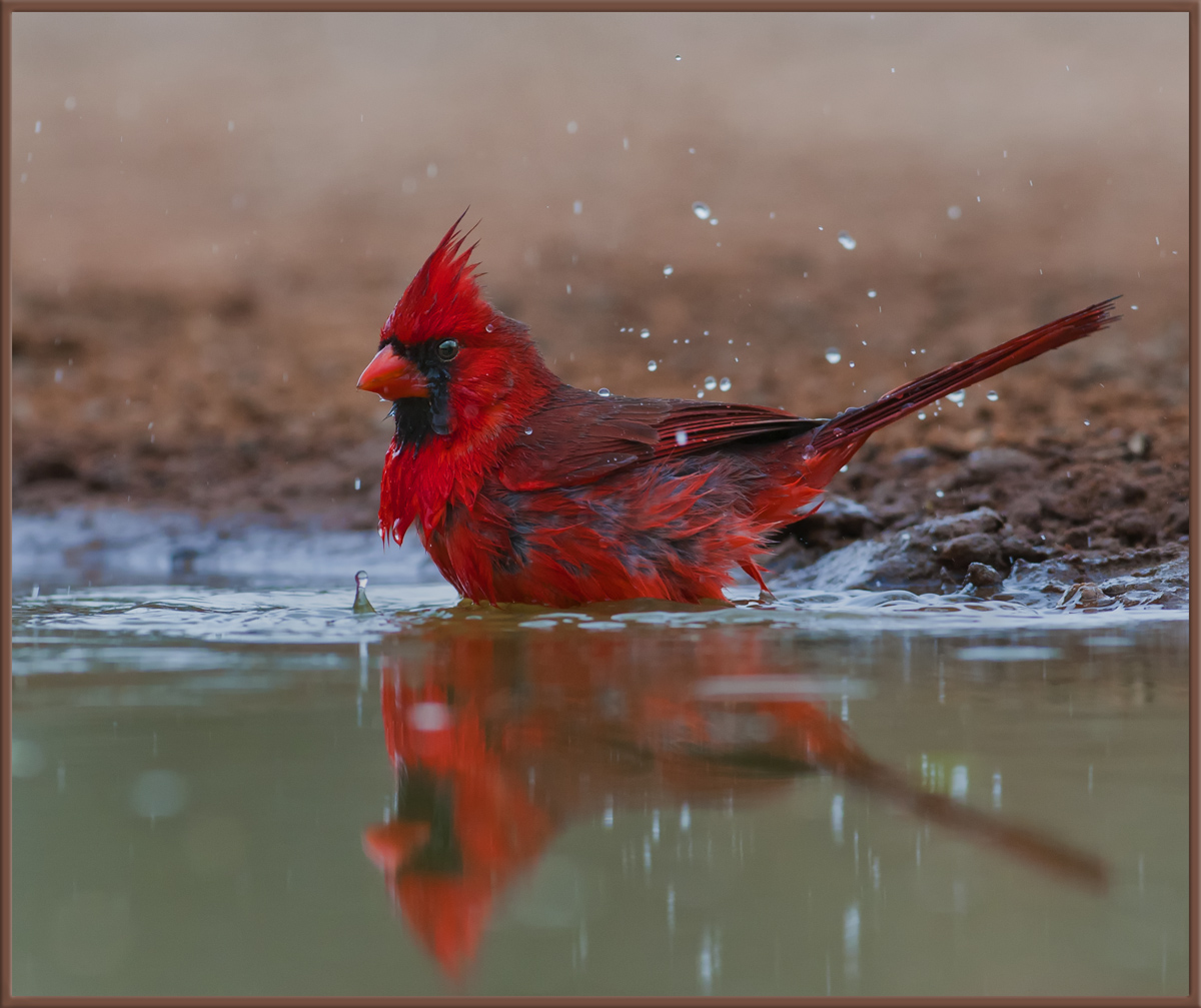 Bathing Beauty