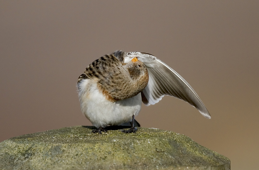 Snow Bunting preening