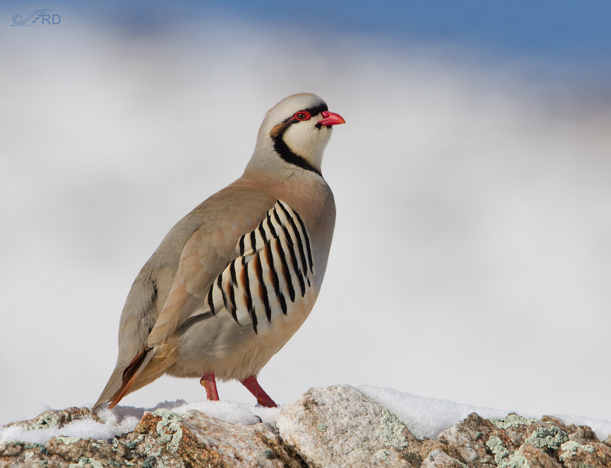 Chukar