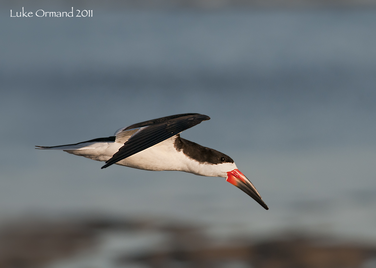 Black Skimmer