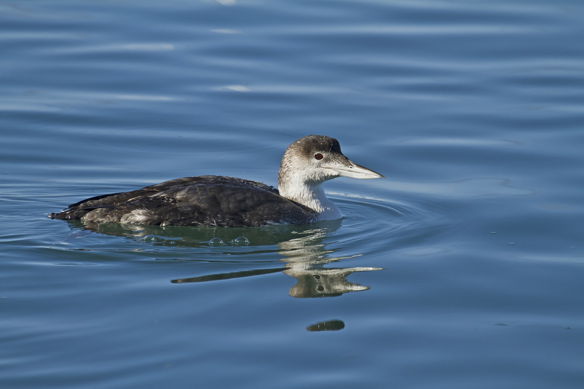 Common Loon