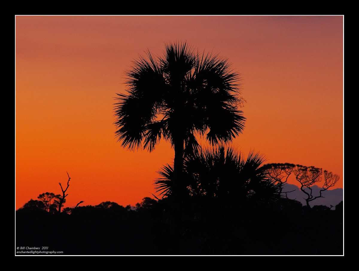 WC475 - Palm @ Sunrise