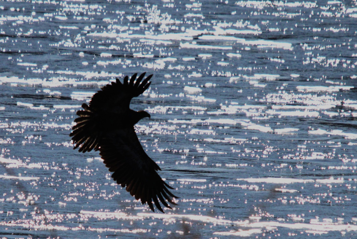Eagle 475
