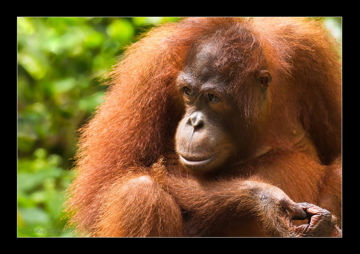 Orangutan