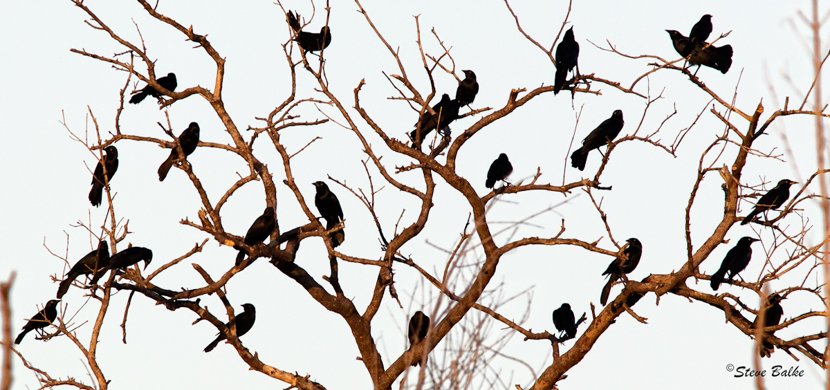 Silhouette Birds