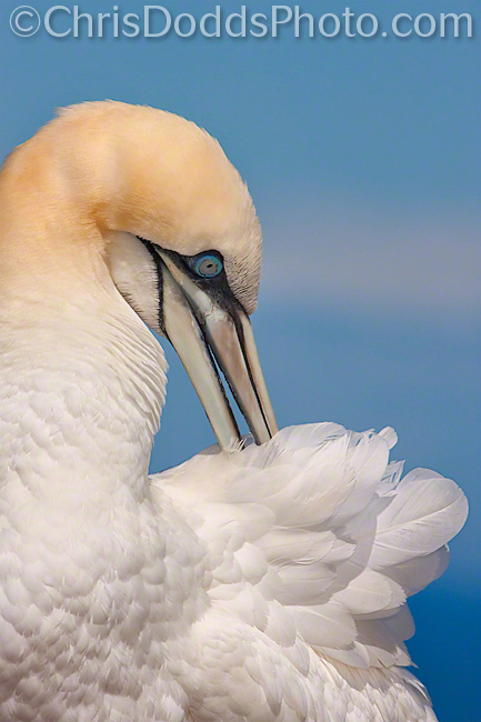 Northern Gannet Preening