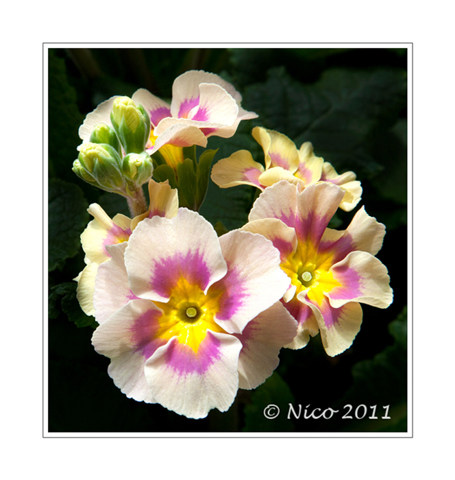 Primrose 2