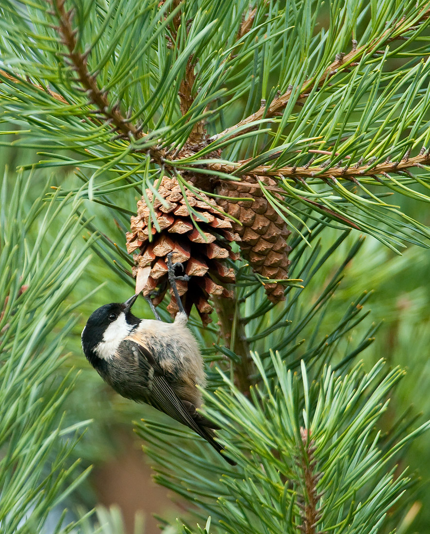 Coal Tit II