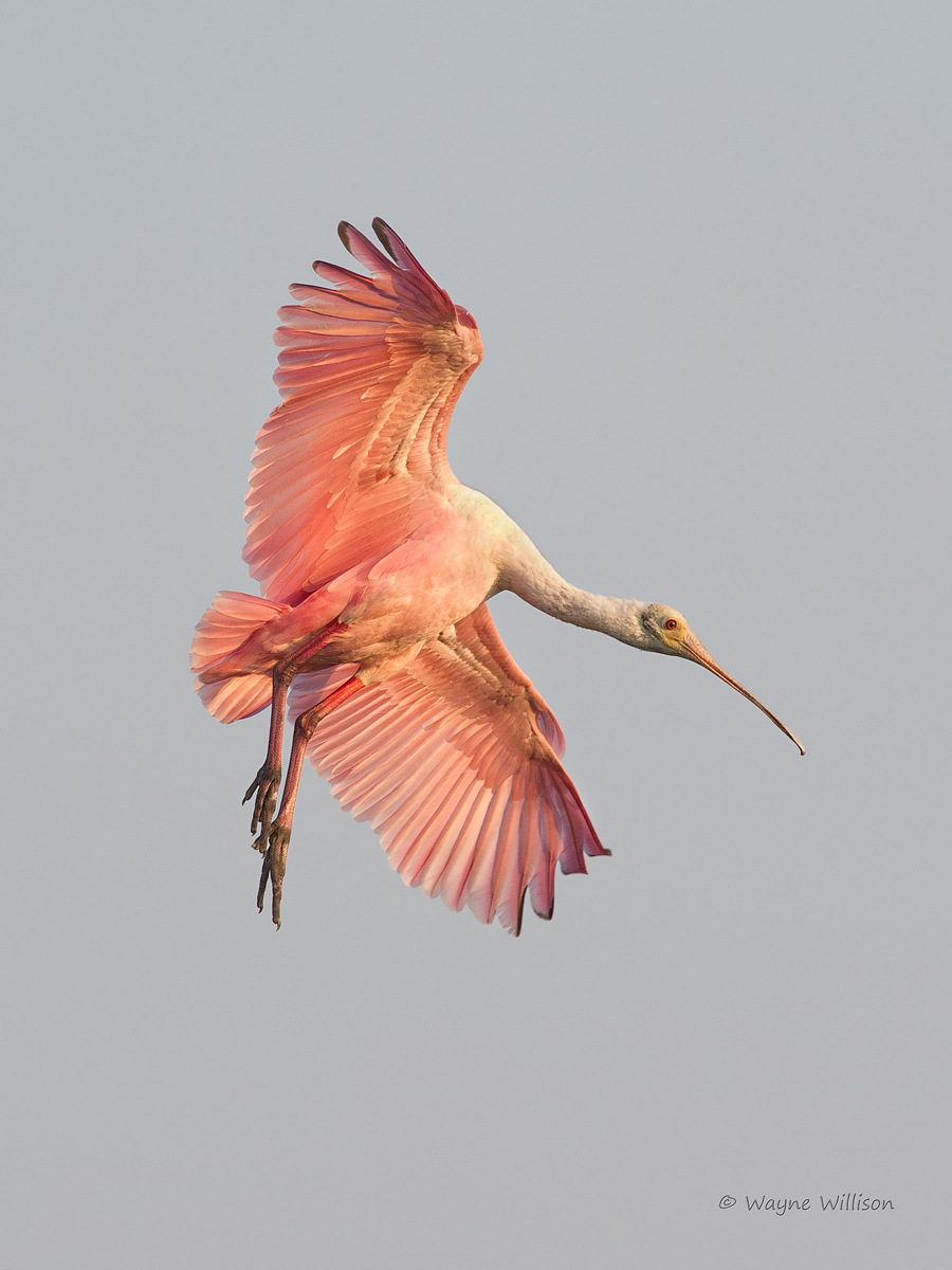 Roseatte Spoonbill
