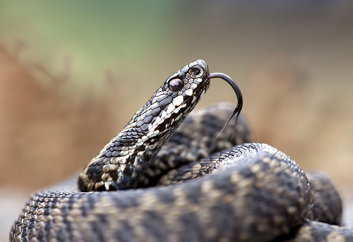 Yet another Adder