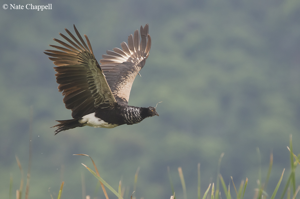 Horned Screamer Flight