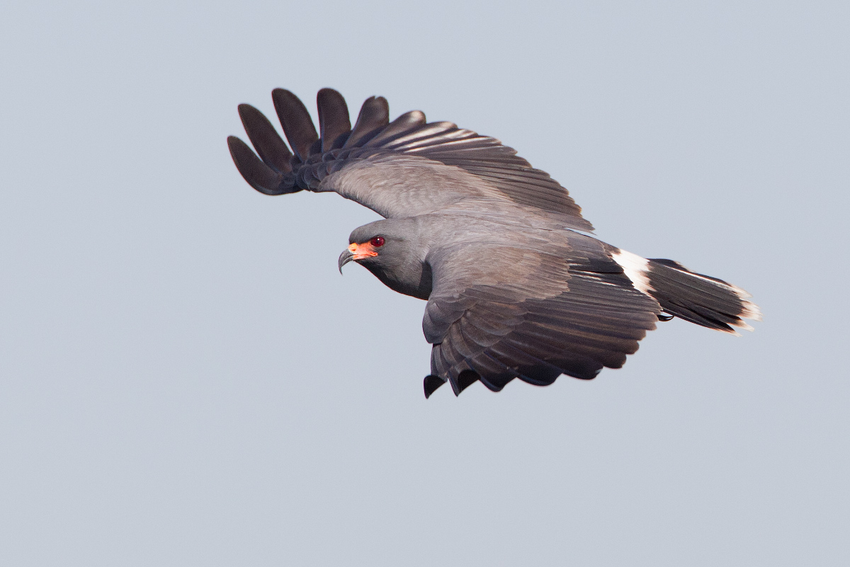 Snail kite - male