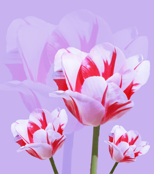Waiting for Spring