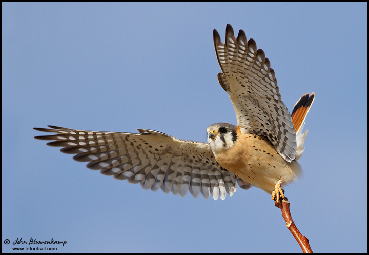 A Kestrel's Pose...